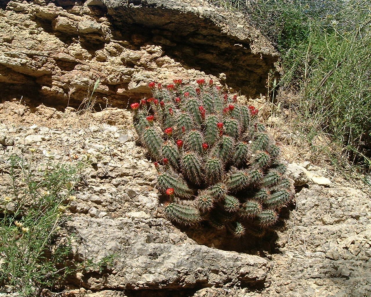 Small Blooming Barrel