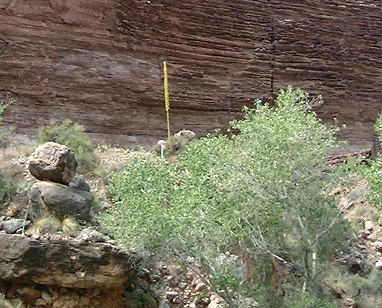 Century Plant Against Cliff