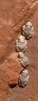 15 Frogs on a Rock