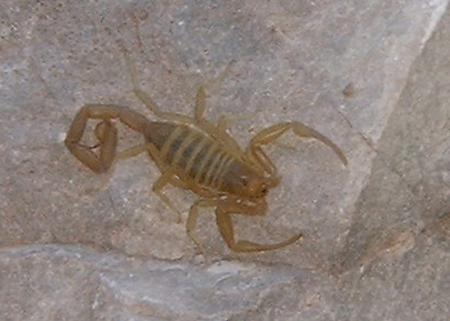 Scorpion
