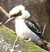 Kookaburra thumbnail