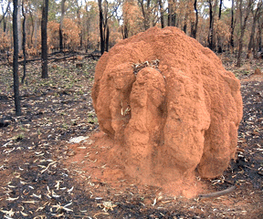 Termite Mound in bush